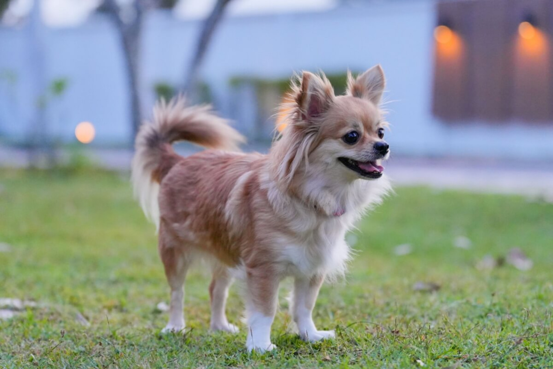 Apaixonados por hist&oacute;ria podem se inspirar em grandes personalidades na hora de escolher o nome do cachorro (Imagem: Ahtit Ngamjunyaporn | Shutterstock)