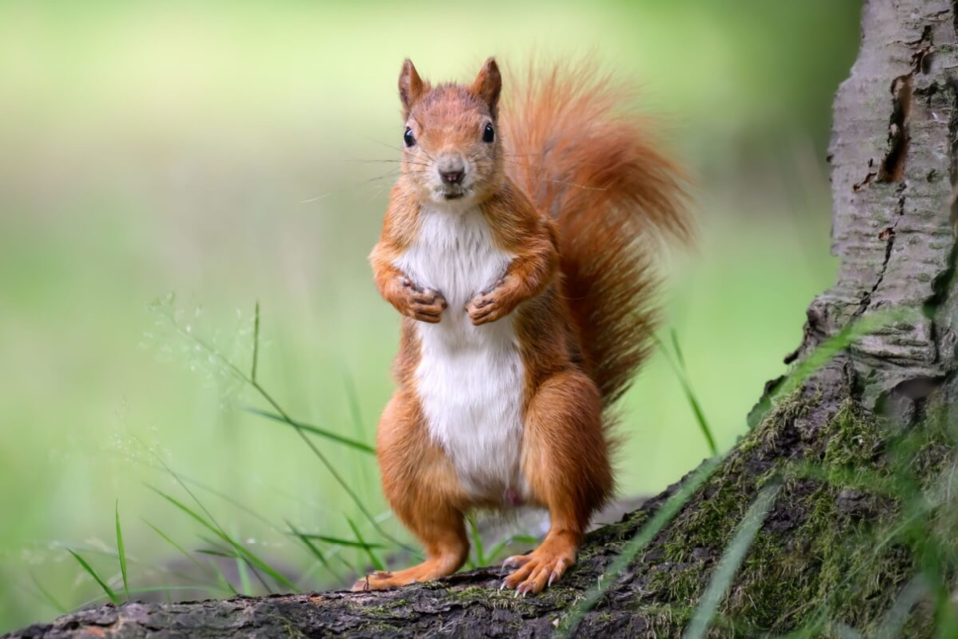 Al&eacute;m da fofura, os esquilos t&ecirc;m habilidades impressionantes (Imagem: eumates | Shutterstock)