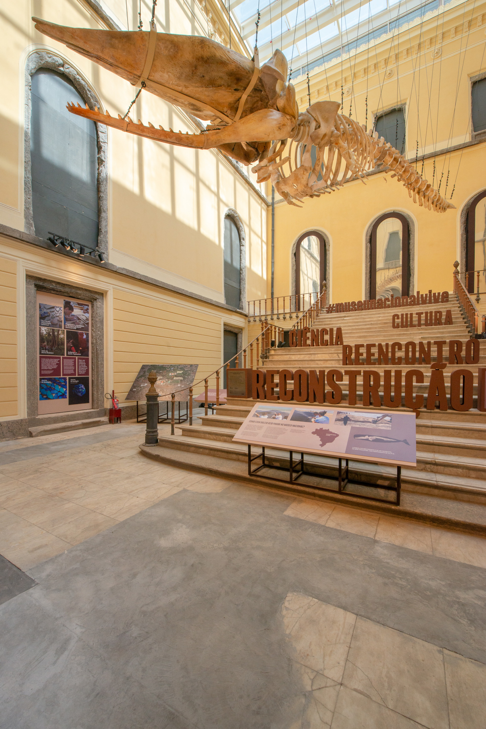 Esqueleto de um cachalote afixado na claraboia do edifício