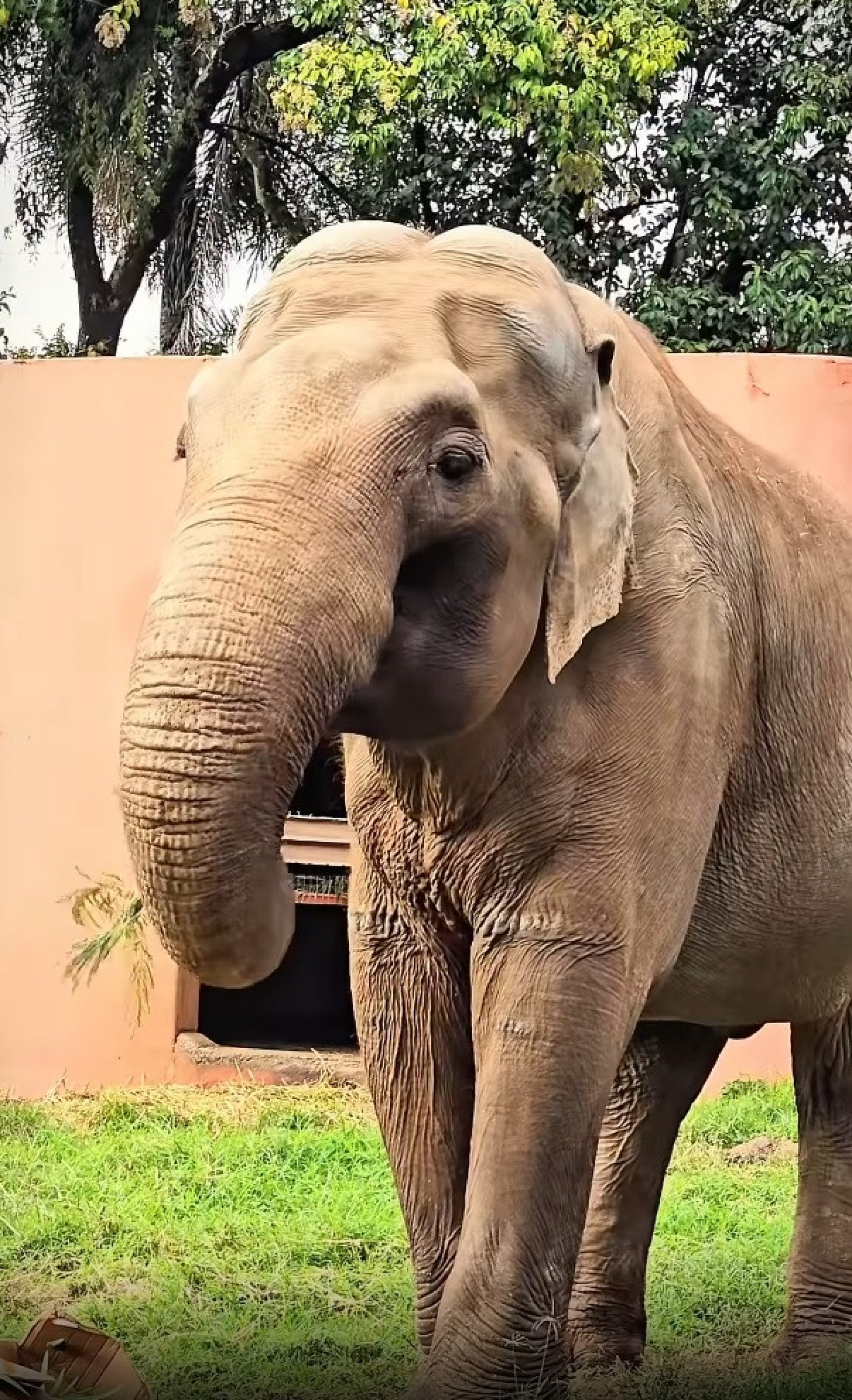 Elefante Sandro vive em zoológico de Sorocaba há mais de 40 anos - Reprodução / Instagram
