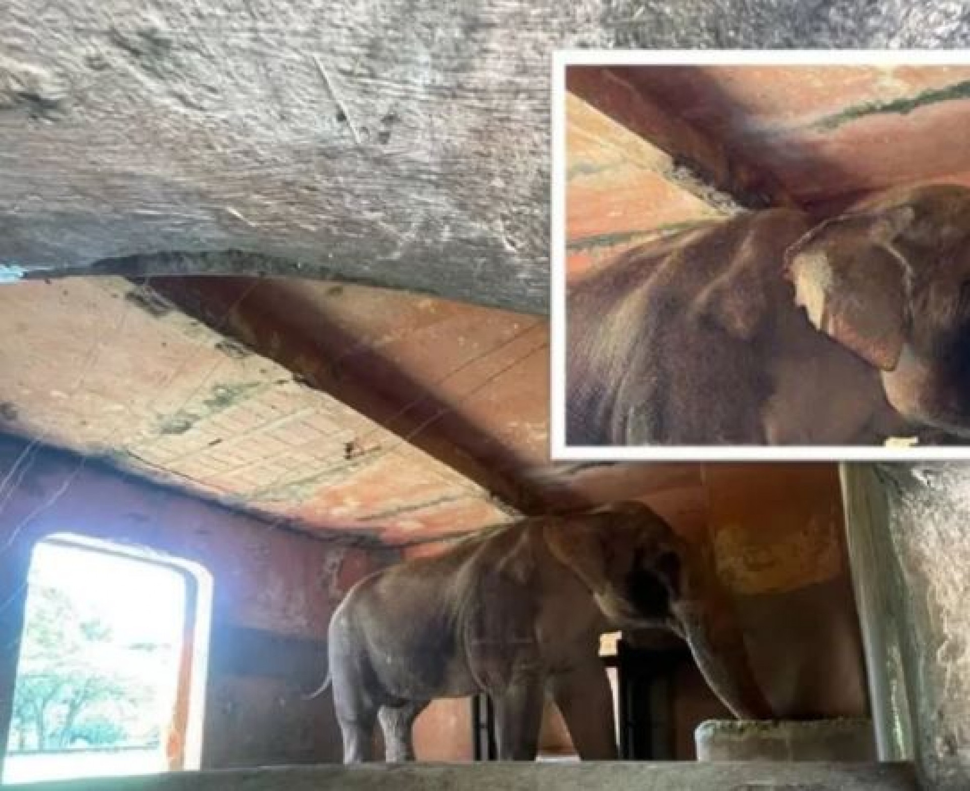 Laudo mostrou que Sandro vive em condições insalubres - Reprodução / Instagram