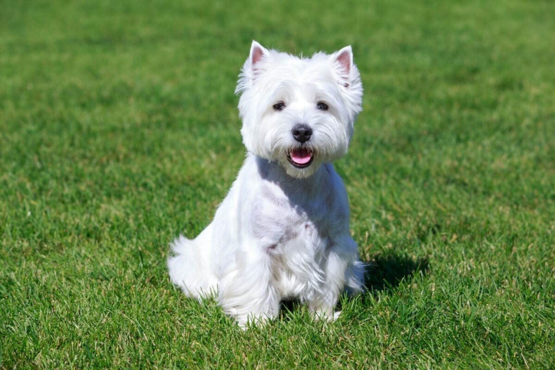 Os cachorros da ra&ccedil;a west highland white terrier t&ecirc;m temperamento alegre, apar&ecirc;ncia encantadora e tamanho pequeno (Imagem: Olga Aniven | Shutterstock)