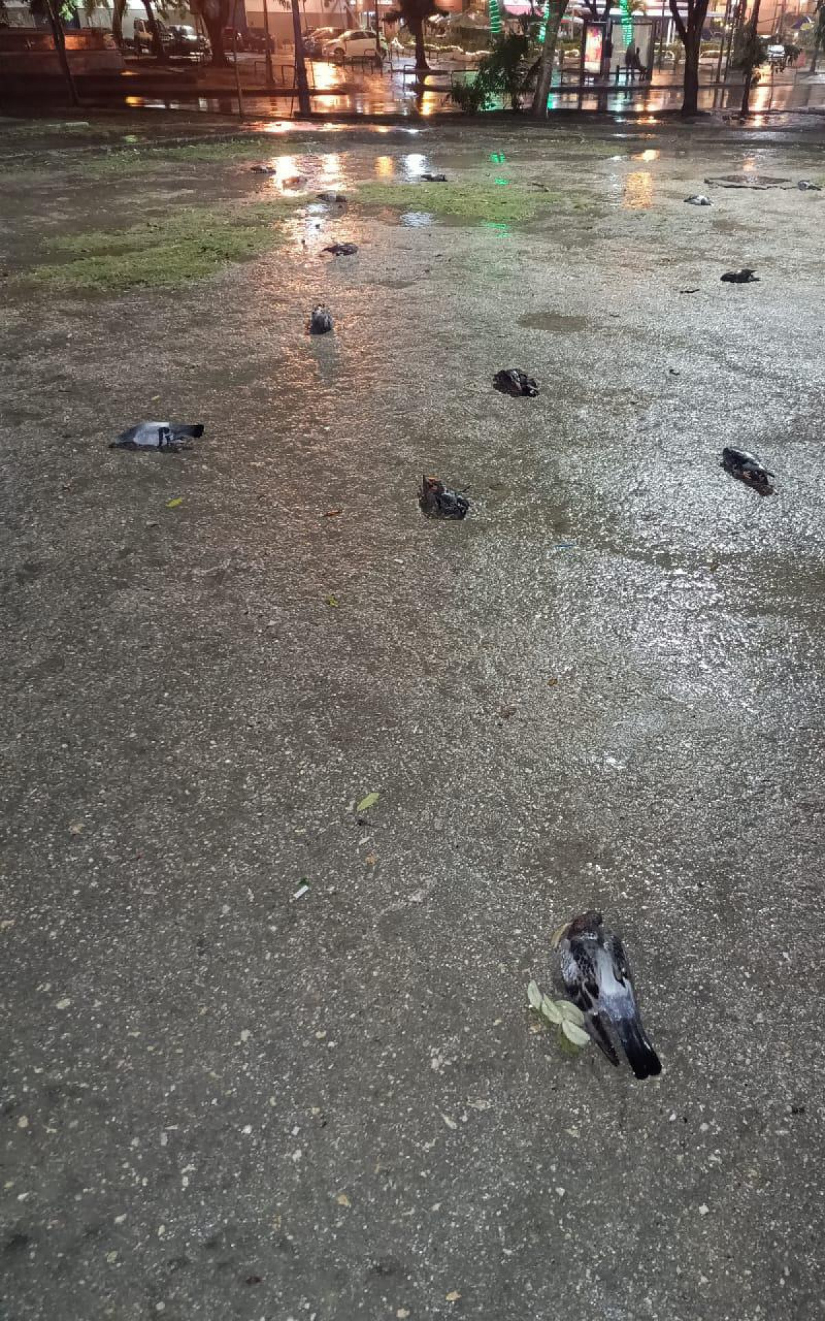 Caso aconteceu no Largo da Gl&oacute;ria, na regi&atilde;o central do Rio - Divulga&ccedil;&atilde;o