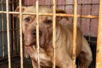 Criança de 4 anos morre após ser atacada por pitbull em Goiás