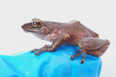 Três novas espécies de rã são descobertas no Peru