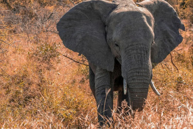 Elefanta mata duas turistas em parque na África