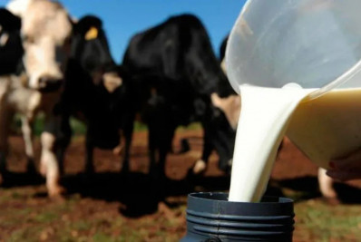 Expo Macaé abre inscrições para Concurso Leiteiro com prêmios de até R$ 10 mil