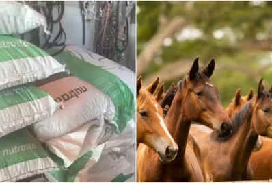 Ministério registra 222 mortes de cavalos com suspeita de ração contaminada