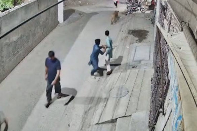 Vídeo: Leão pula muro e ataca mulher e crianças no Paquistão