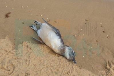 Pinguim é encontrado morto na Praia dos Ossos, em Búzios