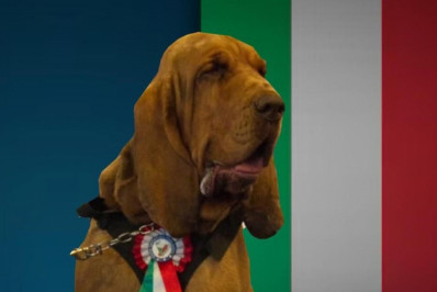 Após comer linguiças recheadas com pregos, cão farejador morre na Itália 