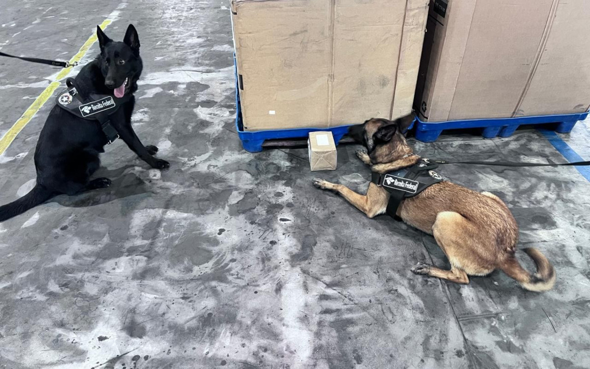 Cães de faro da Receita Federal auxiliaram na localização das drogas