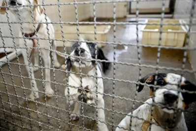 Projeto aprovado na Câmara proíbe uso de animais em testes cosméticos