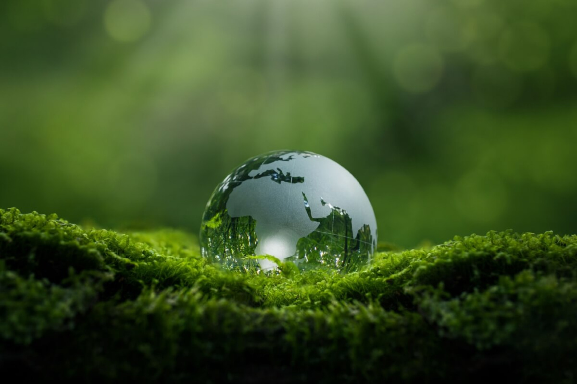 Temas sobre o meio ambiente podem ser cobrados nos vestibulares (Imagem: dee karen | Shutterstock)