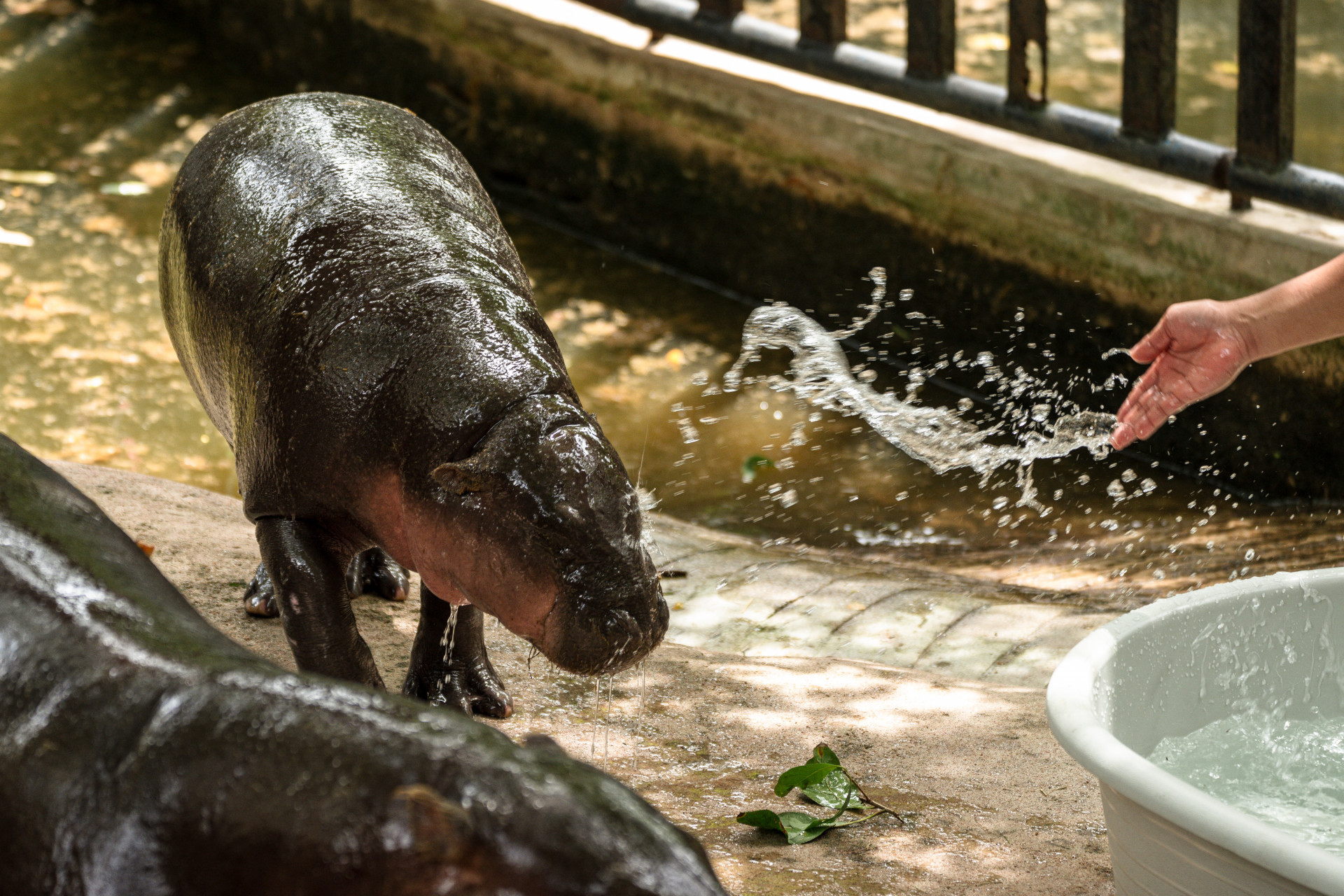O hipopótamo está comemorando primeiro aniversário  - Chanakarn Laosarakham/AFP