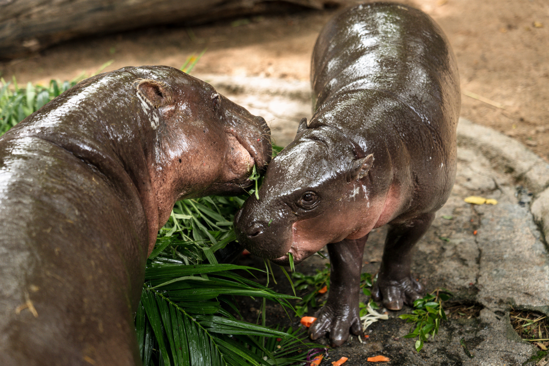 Moo Deng junto com a mãe, Joana - Chanakarn Laosarakham/AFP