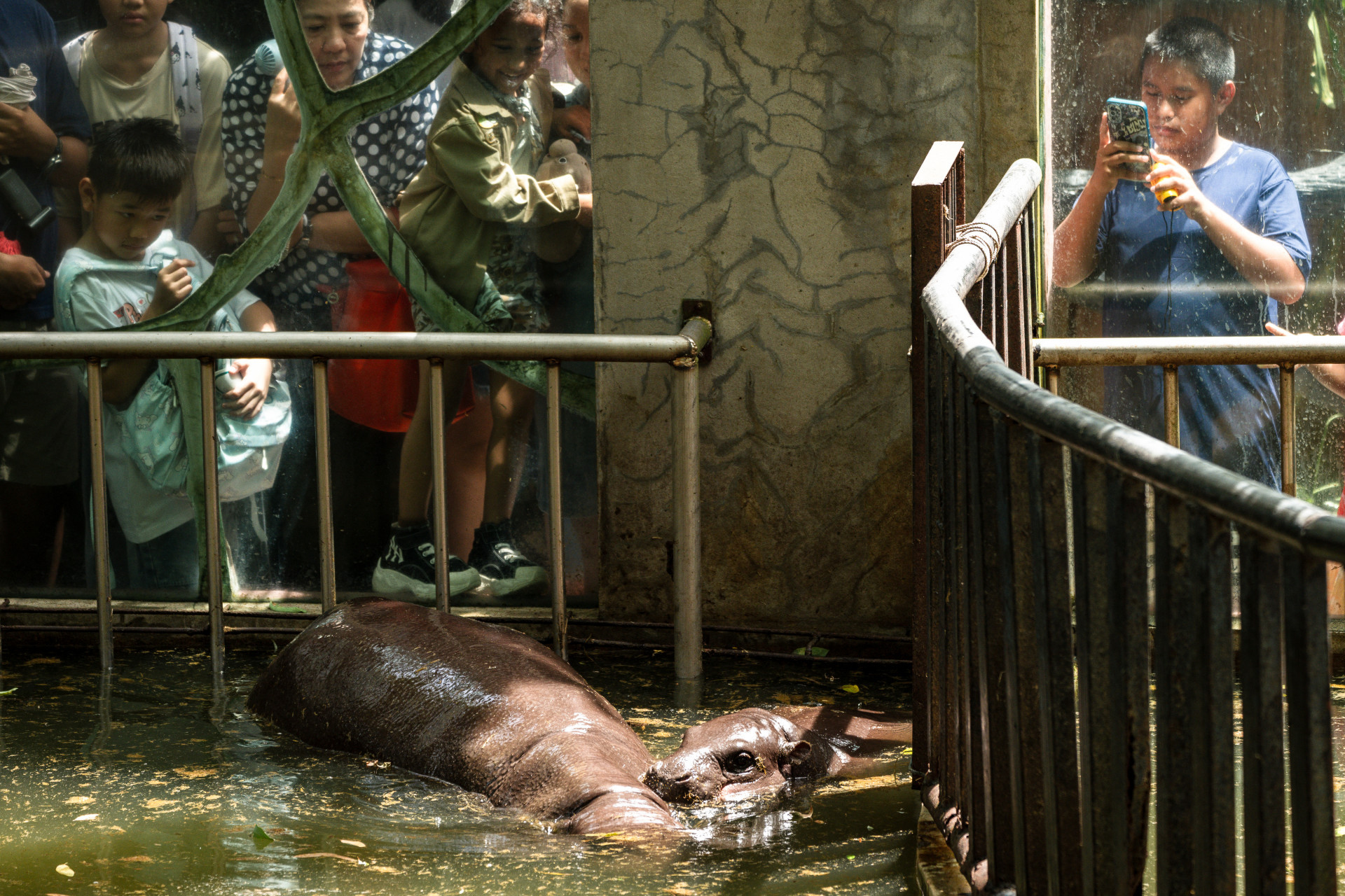 Moo Deng passou a maior parta da comemoração do aniversário submergindo no lago - Chanakarn Laosarakham/AFP