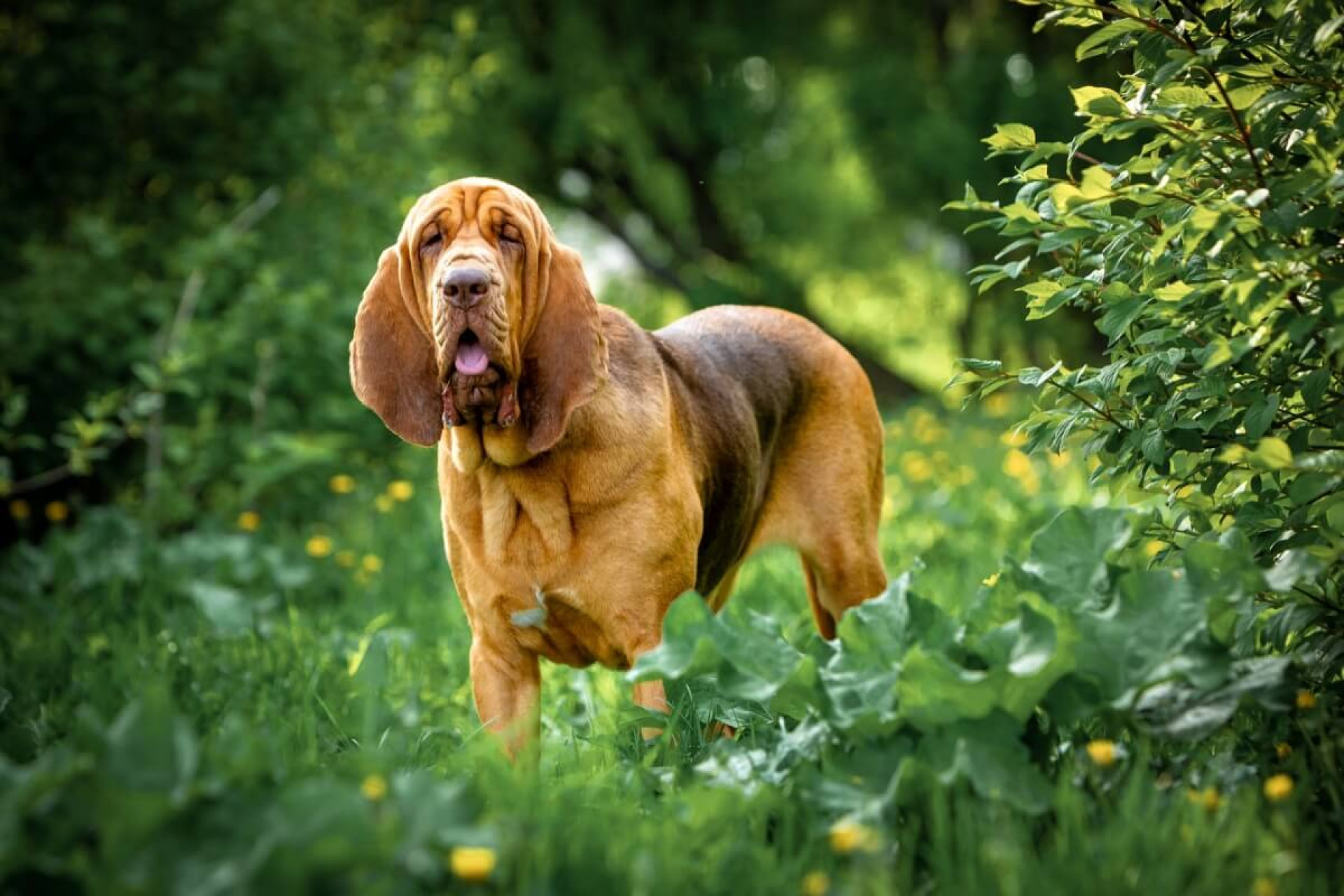 Os cachorros da raça bloodhound foram inicialmente utilizados na caça de grandes animais em florestas densas (Imagem: Glikiri | Shutterstock)