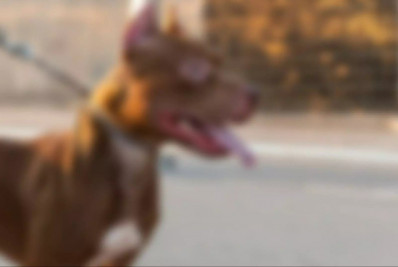 Pitbull é morto a facadas após invadir casa e atacar homem e pinscher em MS