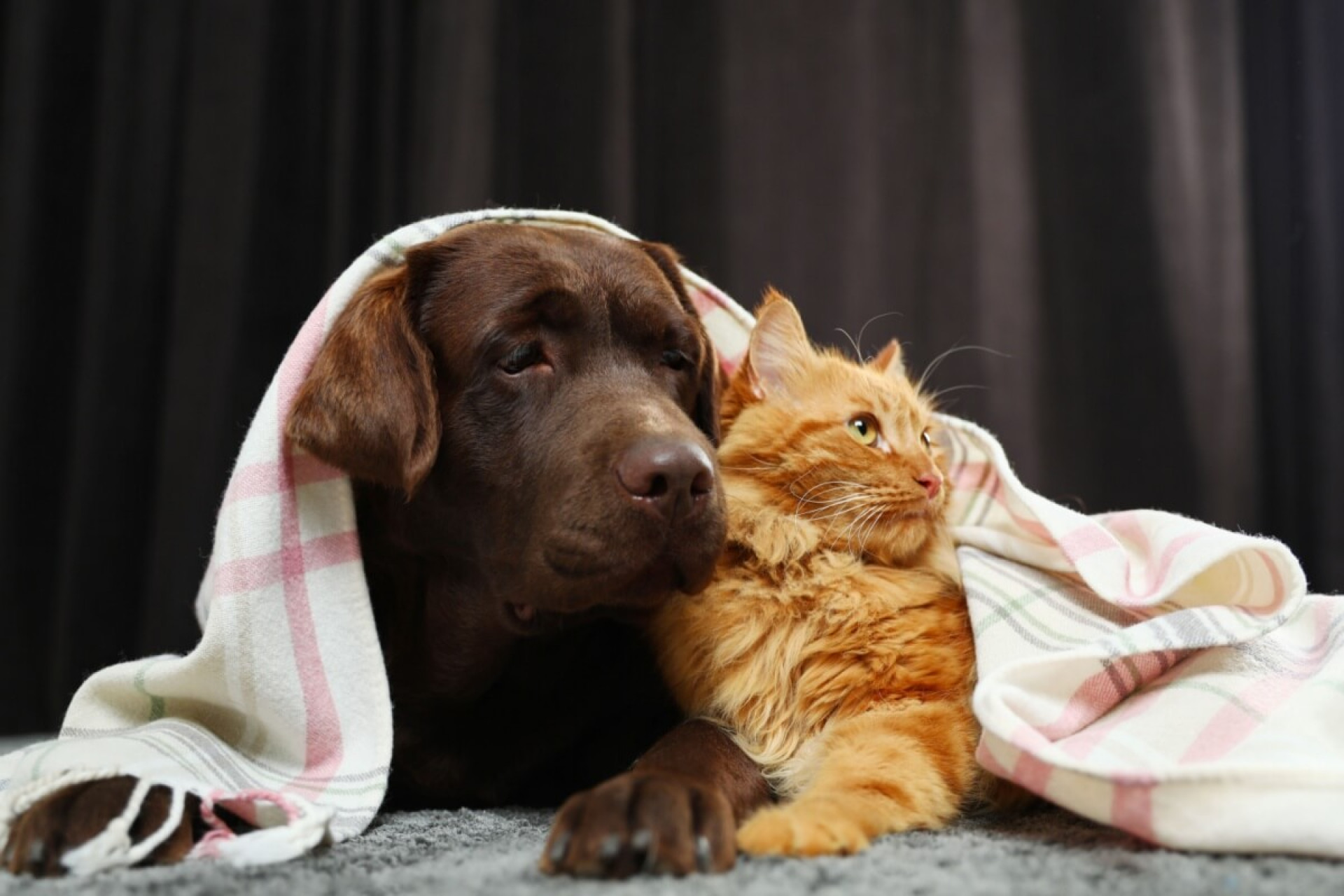 Os pets precisam de cuidados redobrados no inverno (Imagem: New Africa | Shutterstock)