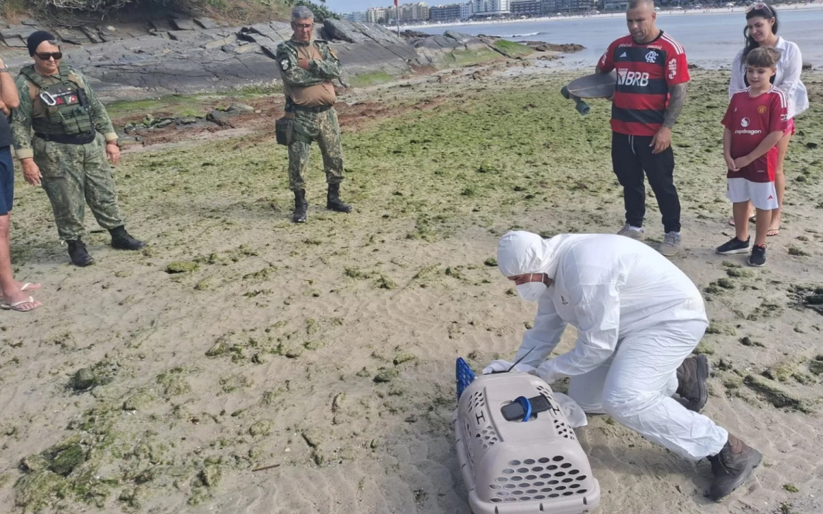 Pinguim debilitado é resgatado por agentes da Guarda Civil