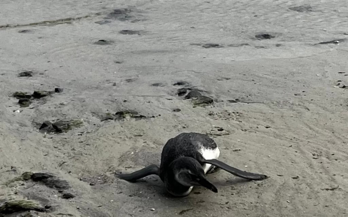 Pinguim debilitado é resgatado por agentes da Guarda Civil