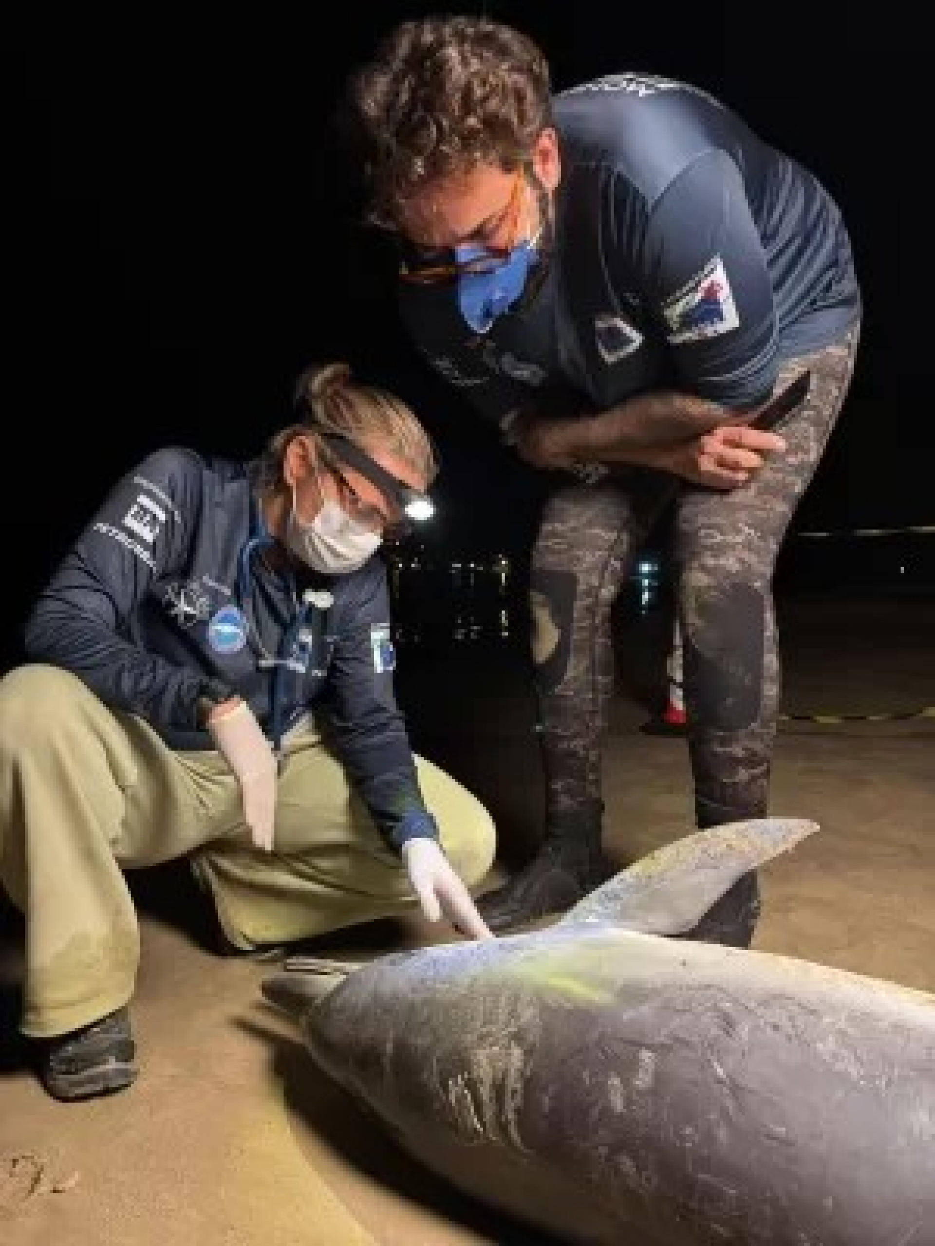 Golfinhos do g&ecirc;nero Stenella sp - Reprodu&ccedil;&atilde;o