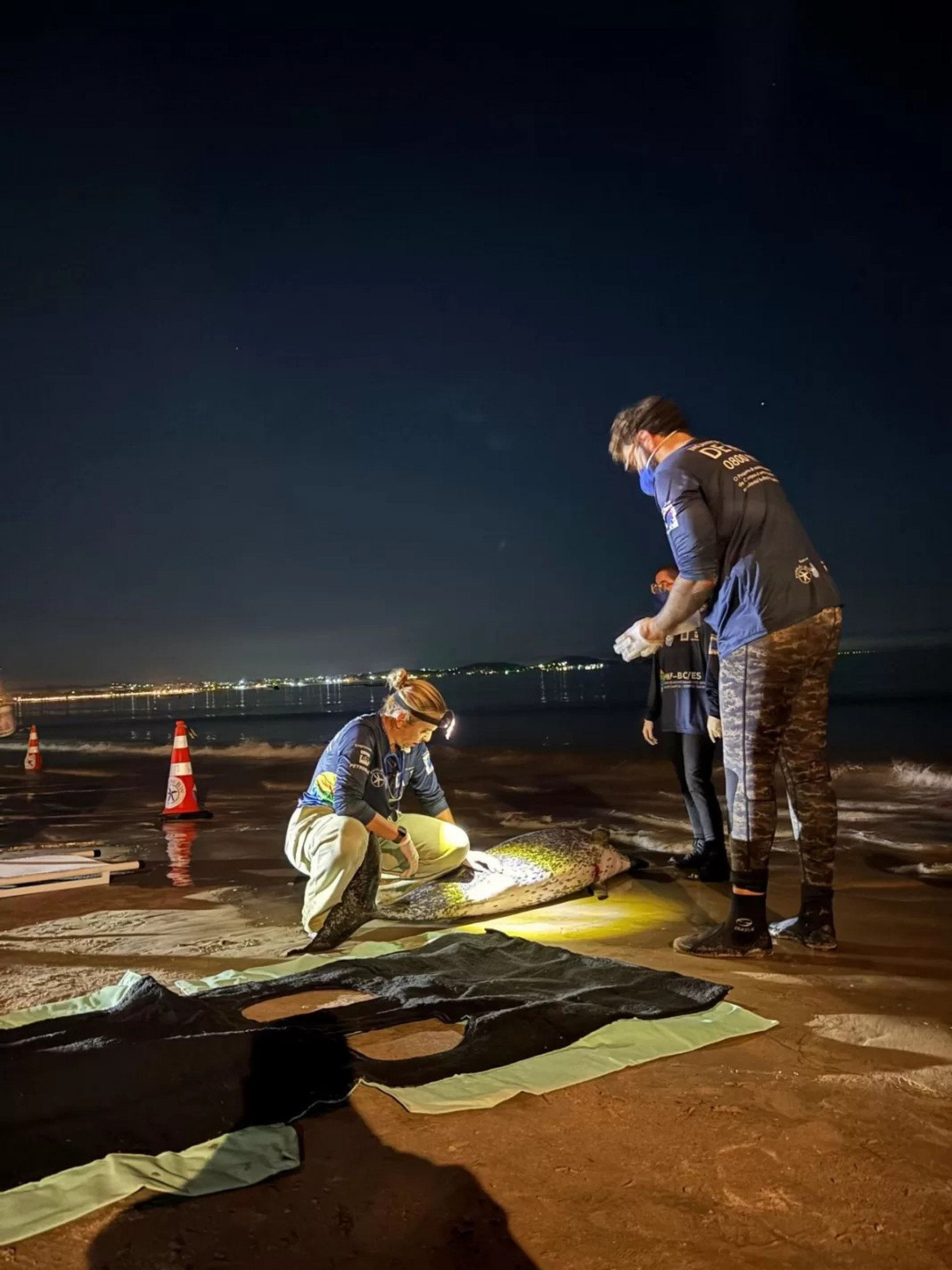 Golfinhos do gênero Stenella sp