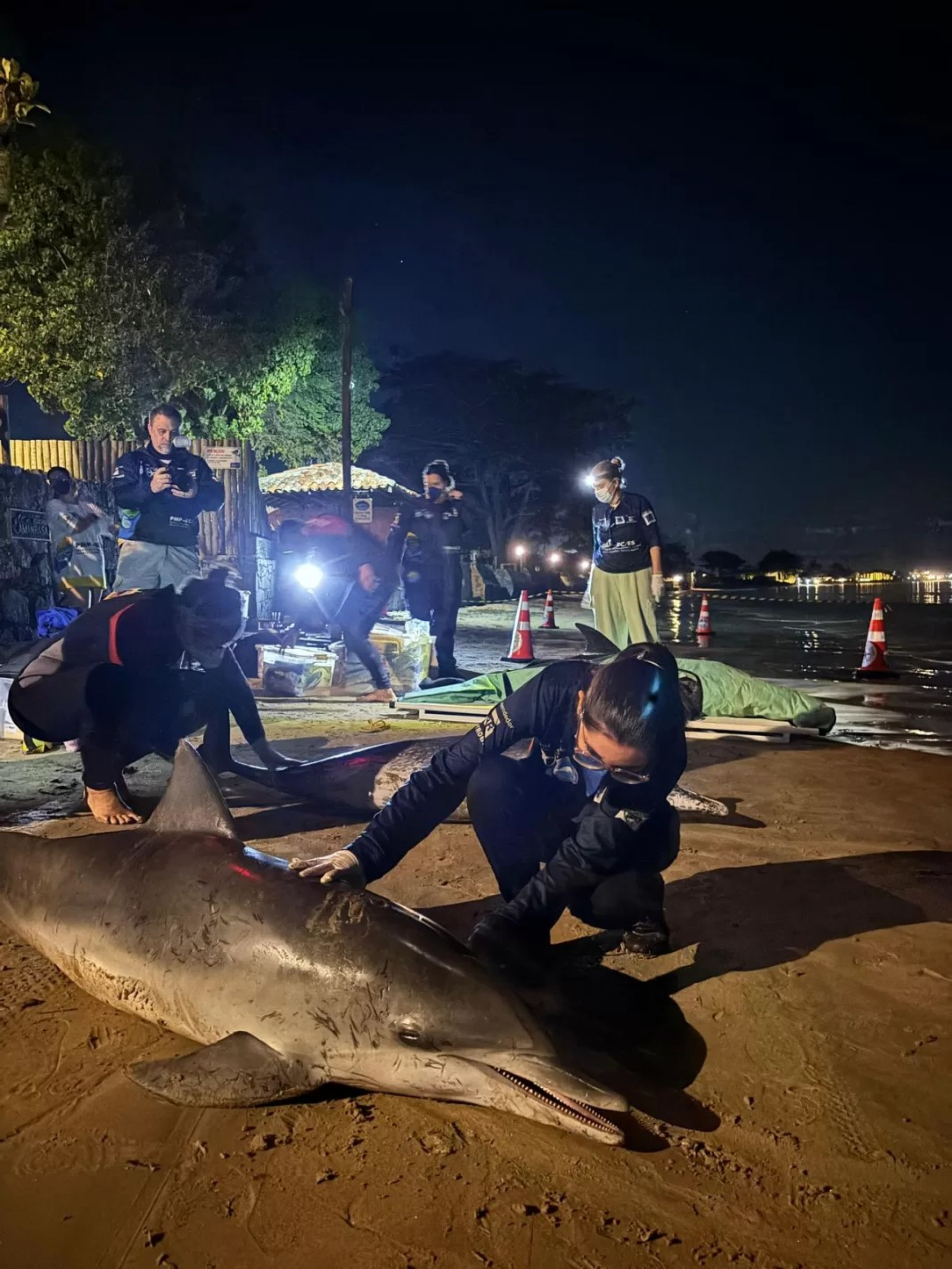 Golfinhos do g&ecirc;nero Stenella sp - Reprodu&ccedil;&atilde;o
