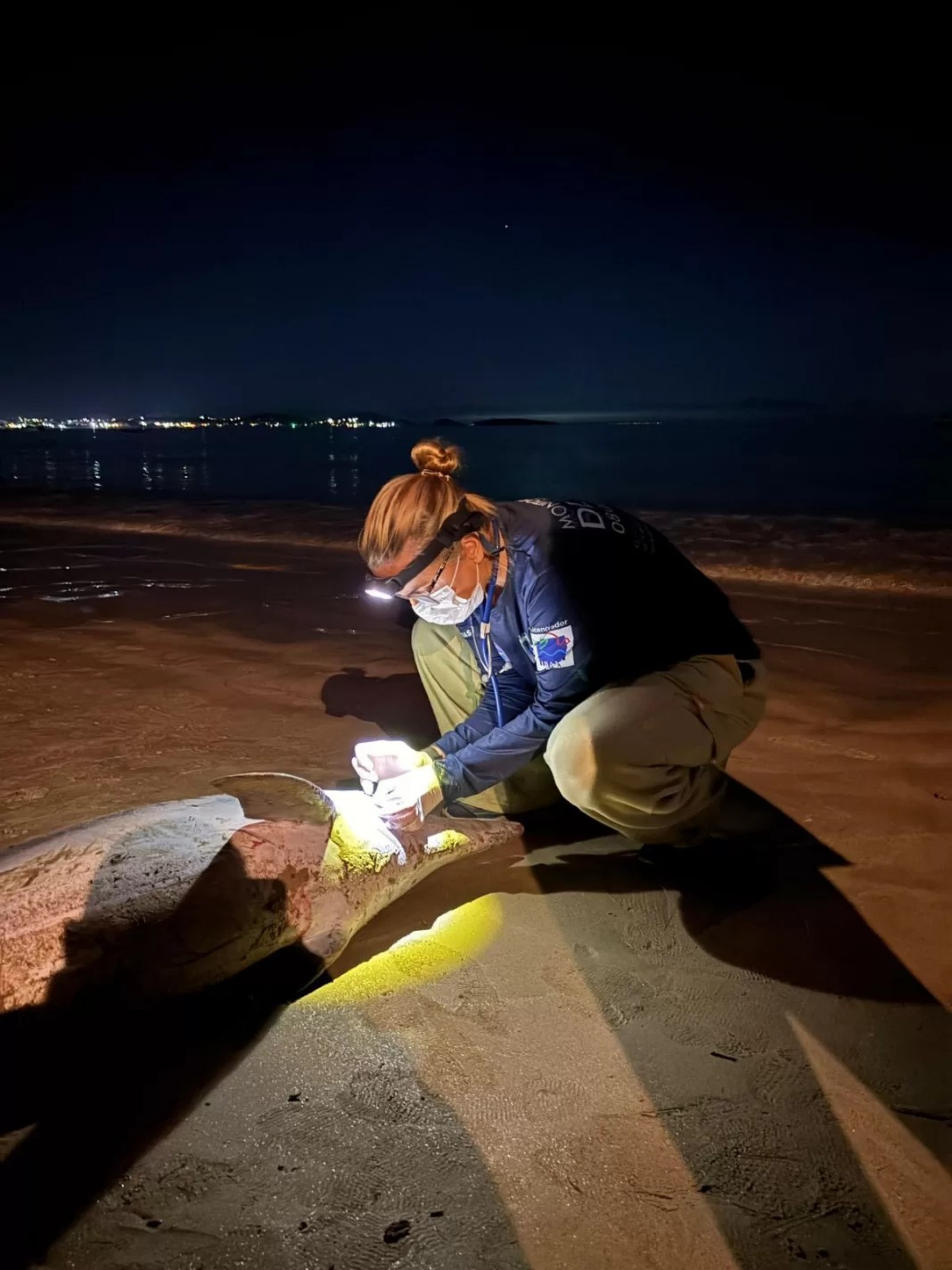 Golfinhos do g&ecirc;nero Stenella sp - Reprodu&ccedil;&atilde;o