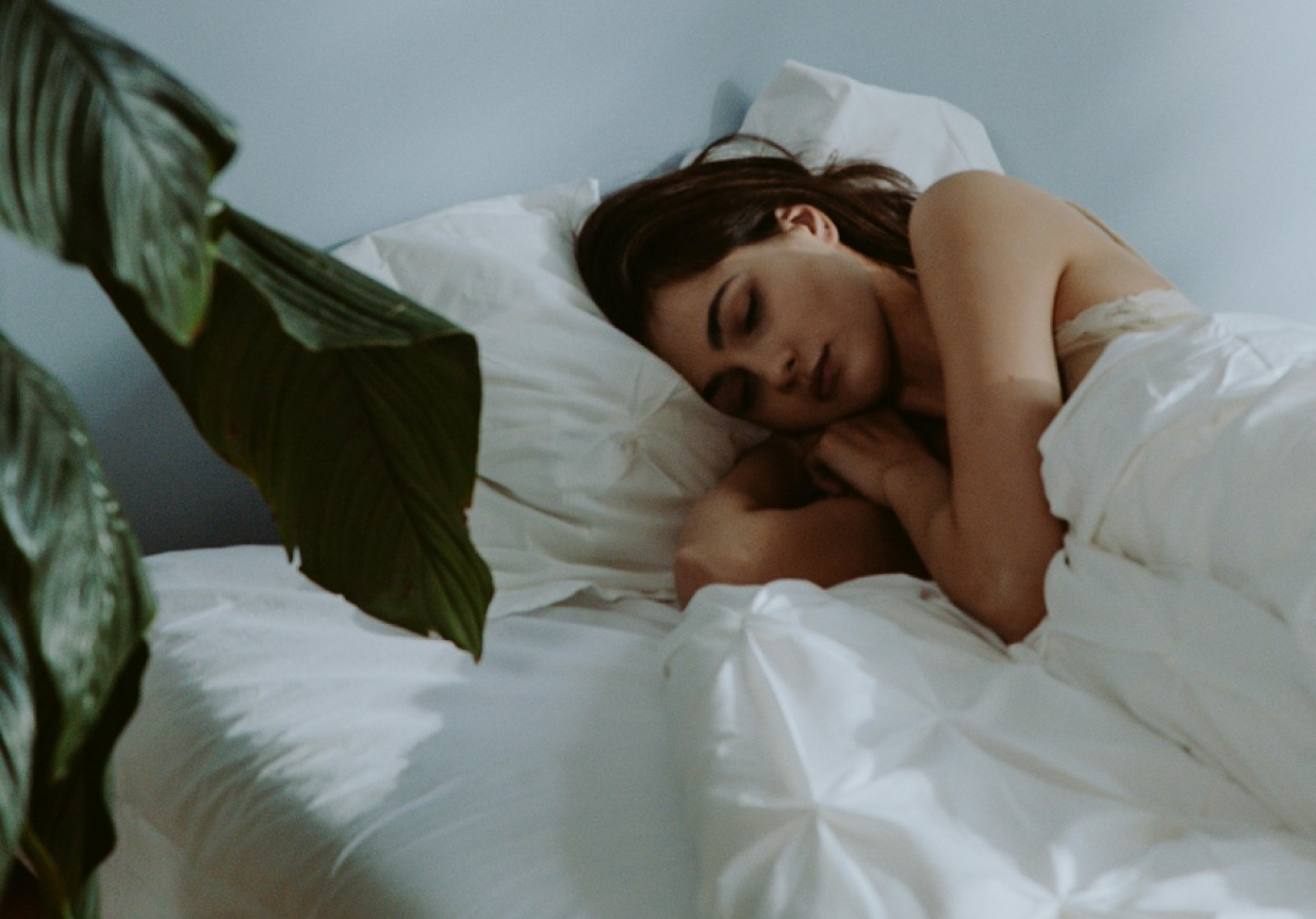 5 plantas para o quarto que melhoram sono e limpam o ar