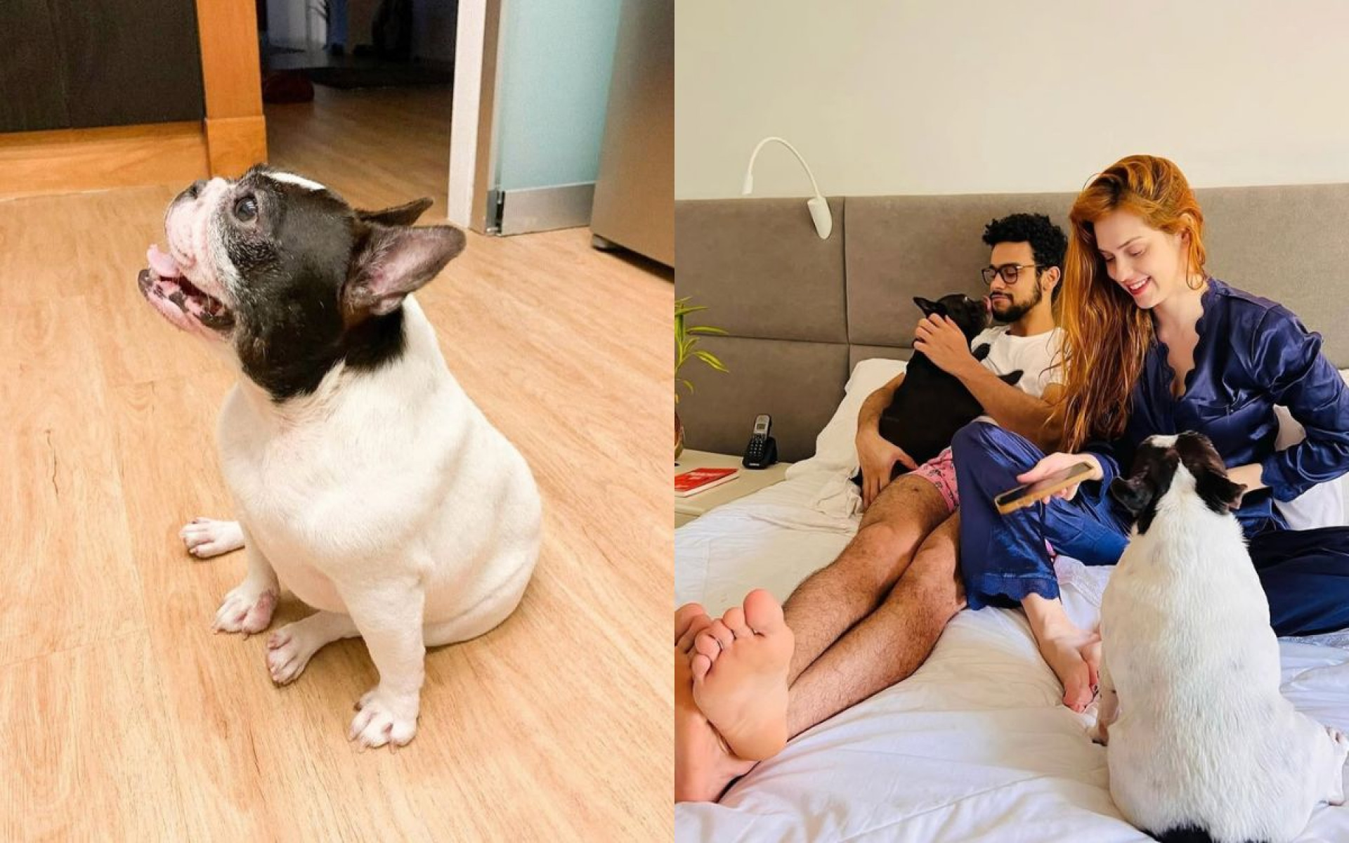 Sophia Abrahão e Sérgio Malheiros perdem cachorrinha - Reprodução / Instagram