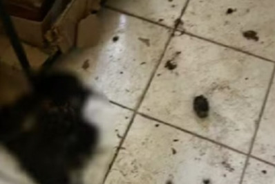 MT: Homem é preso após cinco gatos serem encontrados mortos em casa e alega ritual de bruxaria