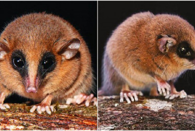 Nova espécie de marsupial é descoberta na Amazônia peruana