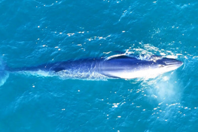 Búzios realiza expedição para estudar e proteger baleias, golfinhos e pinguins