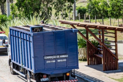 Correição apreende mais de 150 animais em vias públicas no semestre 