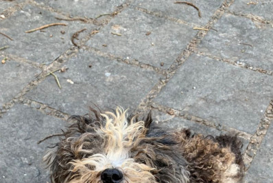 Cães abandonados após falecimento de tutor idoso aguardam nova chance em feira neste sábado