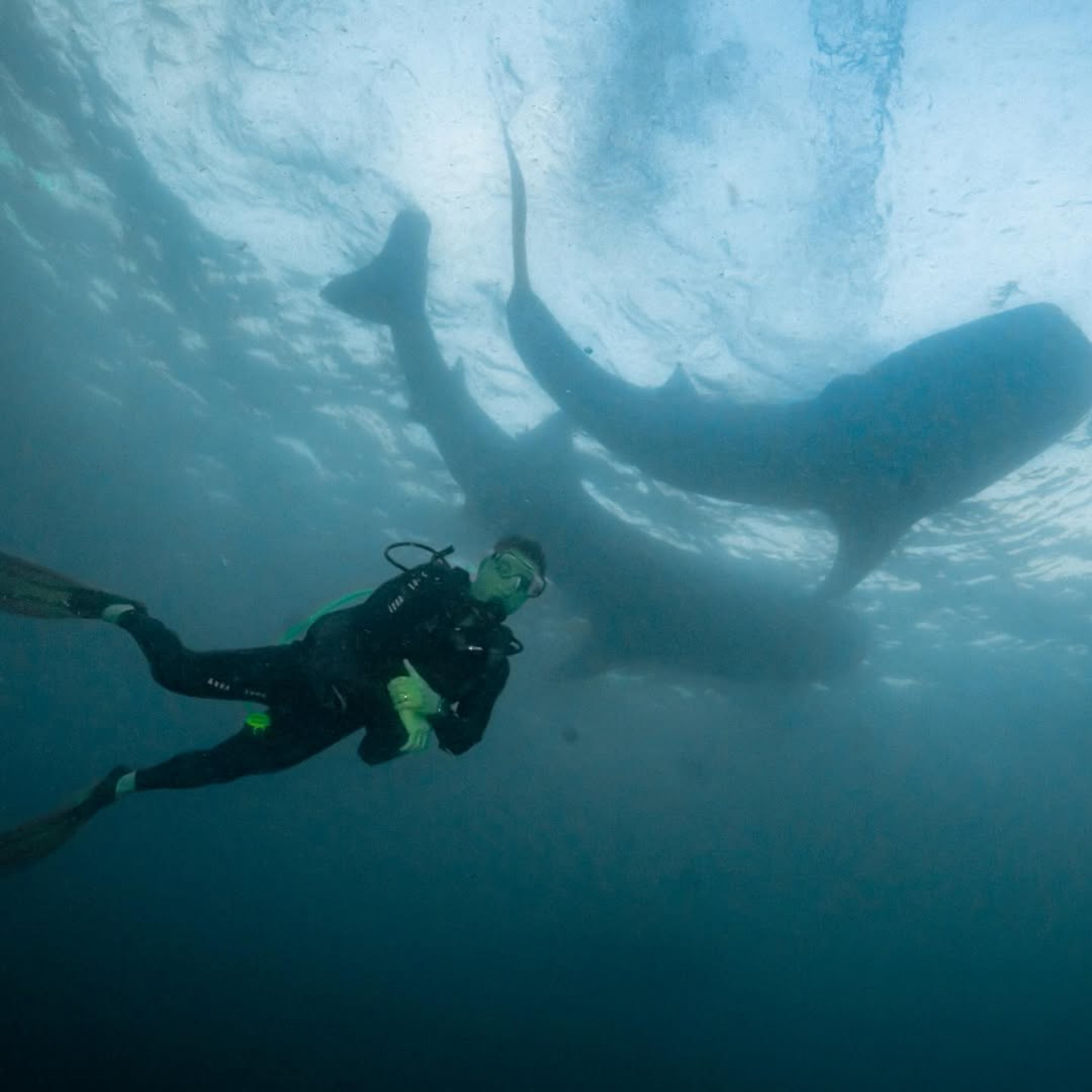 Luciano Huck aproveita mergulho durante férias na Indonésia - Reprodução / Instagram
