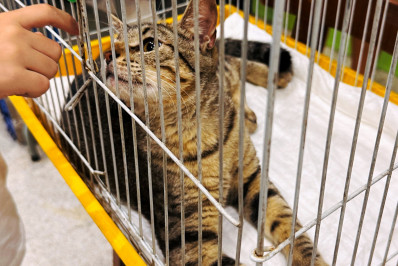 Domingo com novos lares: feira aproxima pets abandonados de famílias em Rio das Ostras