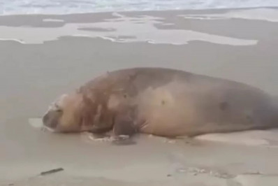 Elefante marinho é avistado em Praia Seca, Araruama