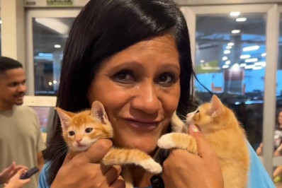 Instituto Segunda Chance RJ muda vidas com ações sociais e proteção animal desde 2007