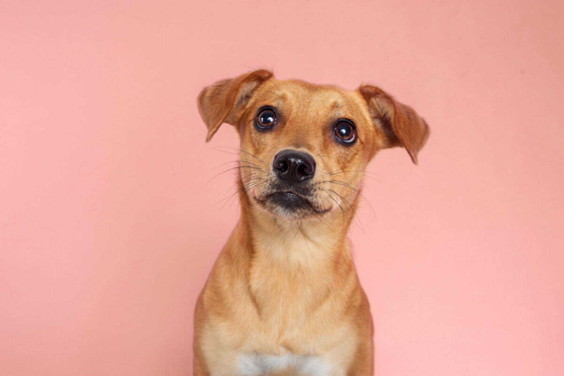 O vira-lata caramelo é um verdadeiro ícone da cultura nacional (Imagem: Jucadima
| Shutterstock)