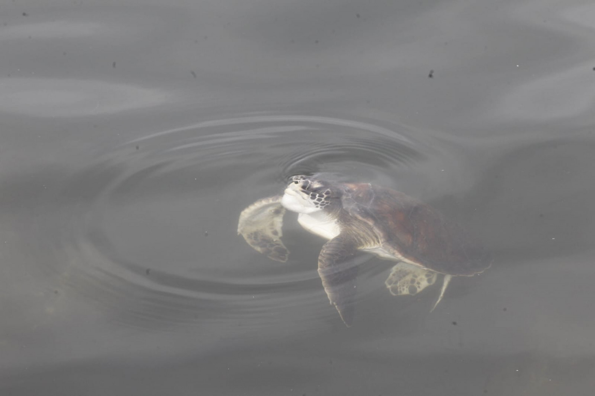 Tartarugas foram vistos na Baía de Guanabara, na altura do Aterro do Flamengo - Reginaldo Pimenta/Agência O DIA