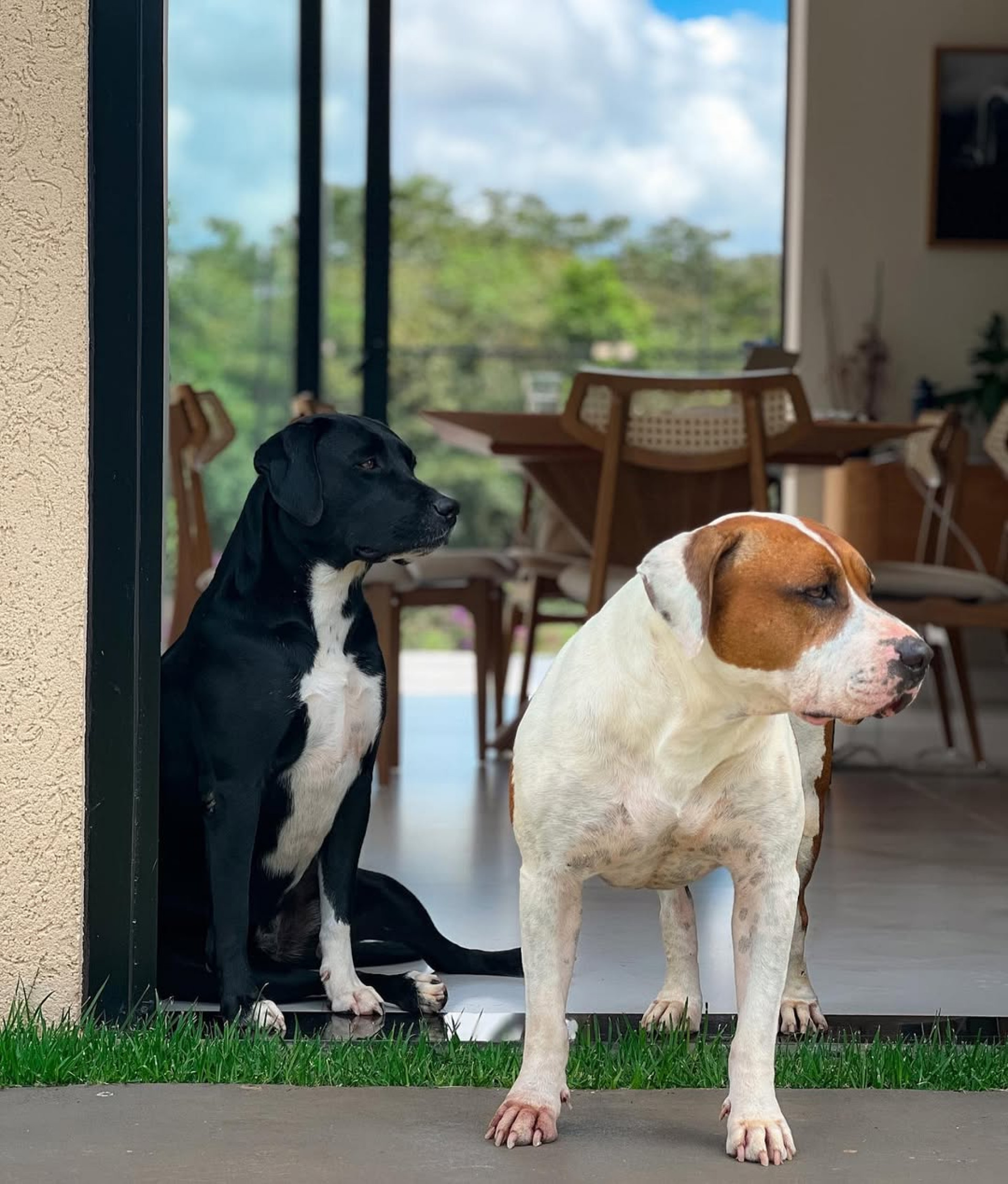 Clara Maia preciso tirar os cães, Titi e Tita, de sua casa por segurança  - Reprodução/Instagram