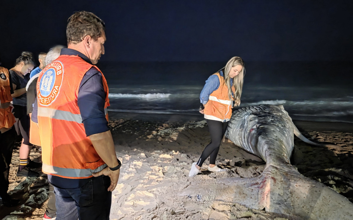 Baleia jubarte foi retirada da faixa de areia pela Comlurb