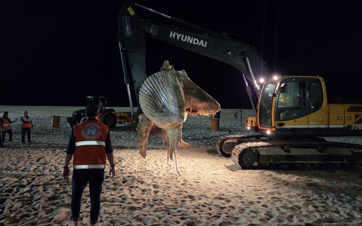 Baleia jubarte foi retirada da faixa de areia pela Comlurb