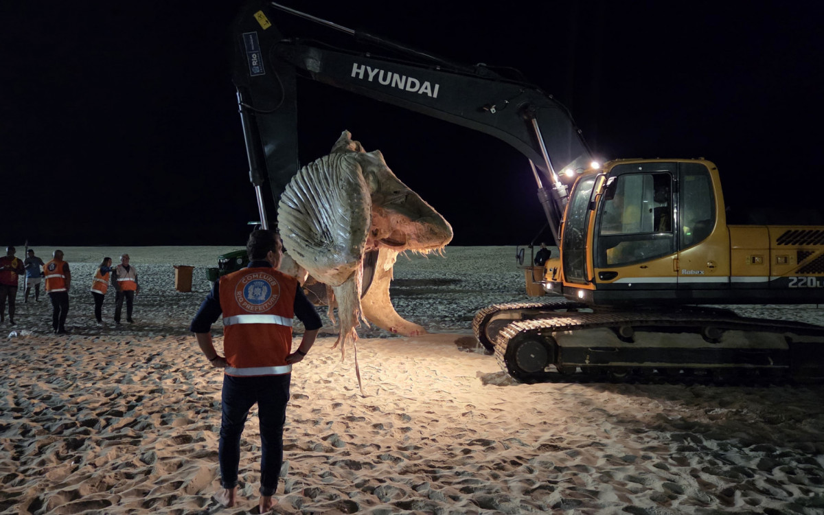 Baleia jubarte foi retirada da faixa de areia pela Comlurb