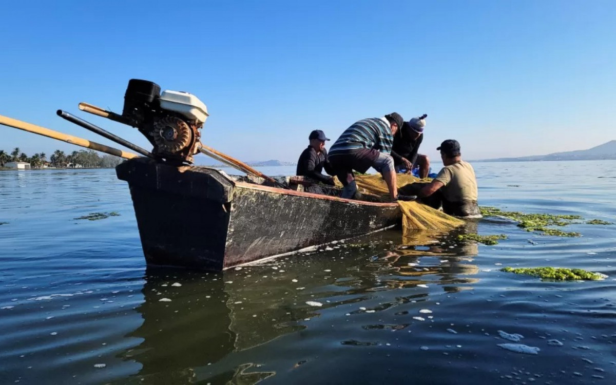Resgate do Pinguins-de-Magalhães