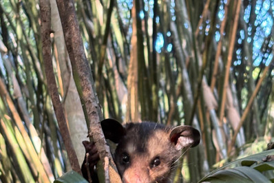 Parque Zoológico Municipal de Volta Redonda devolve mais três animais à natureza