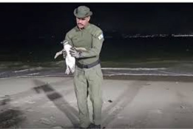 Guarda Ambiental de Niterói resgata pinguim na Praia de Icaraí